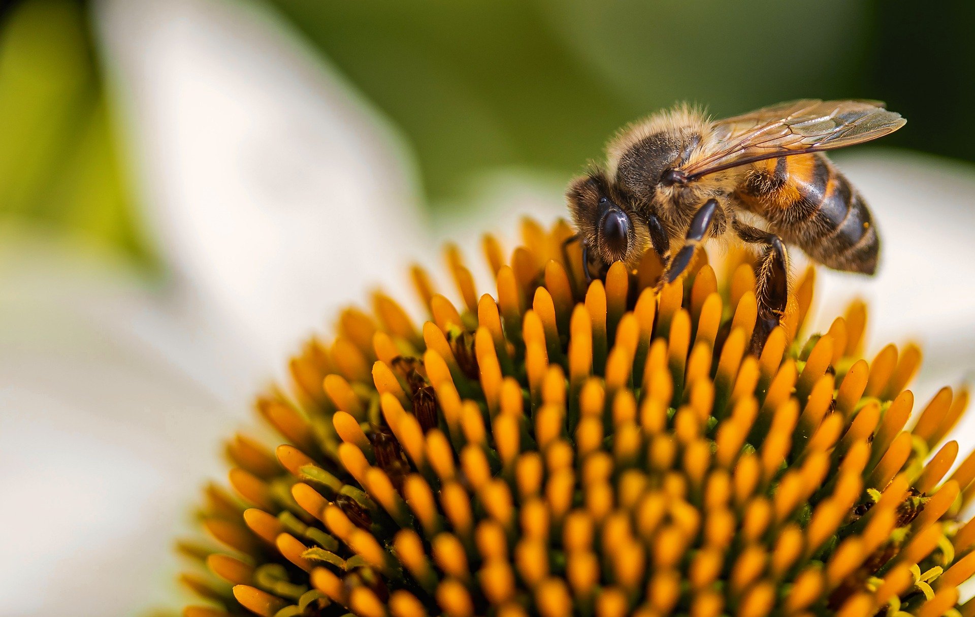 Honey bee gfabadb025 1920