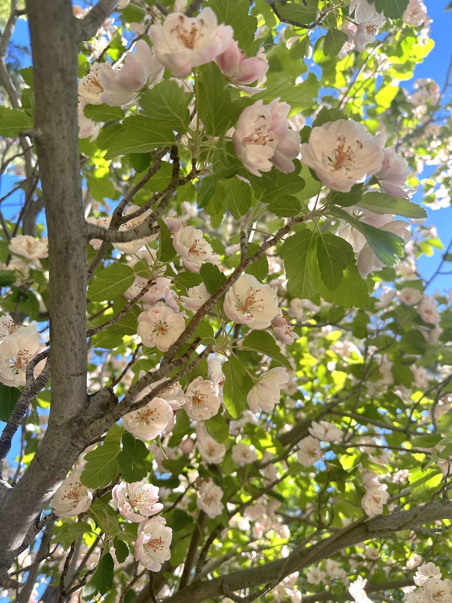 Blossomswhilewalkingmay24bend