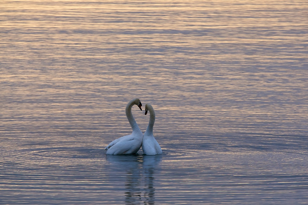 A Partner vs. a Soul mate: Reconsidering their Roles in Our Life