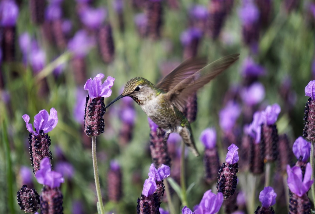 Hummingbird
