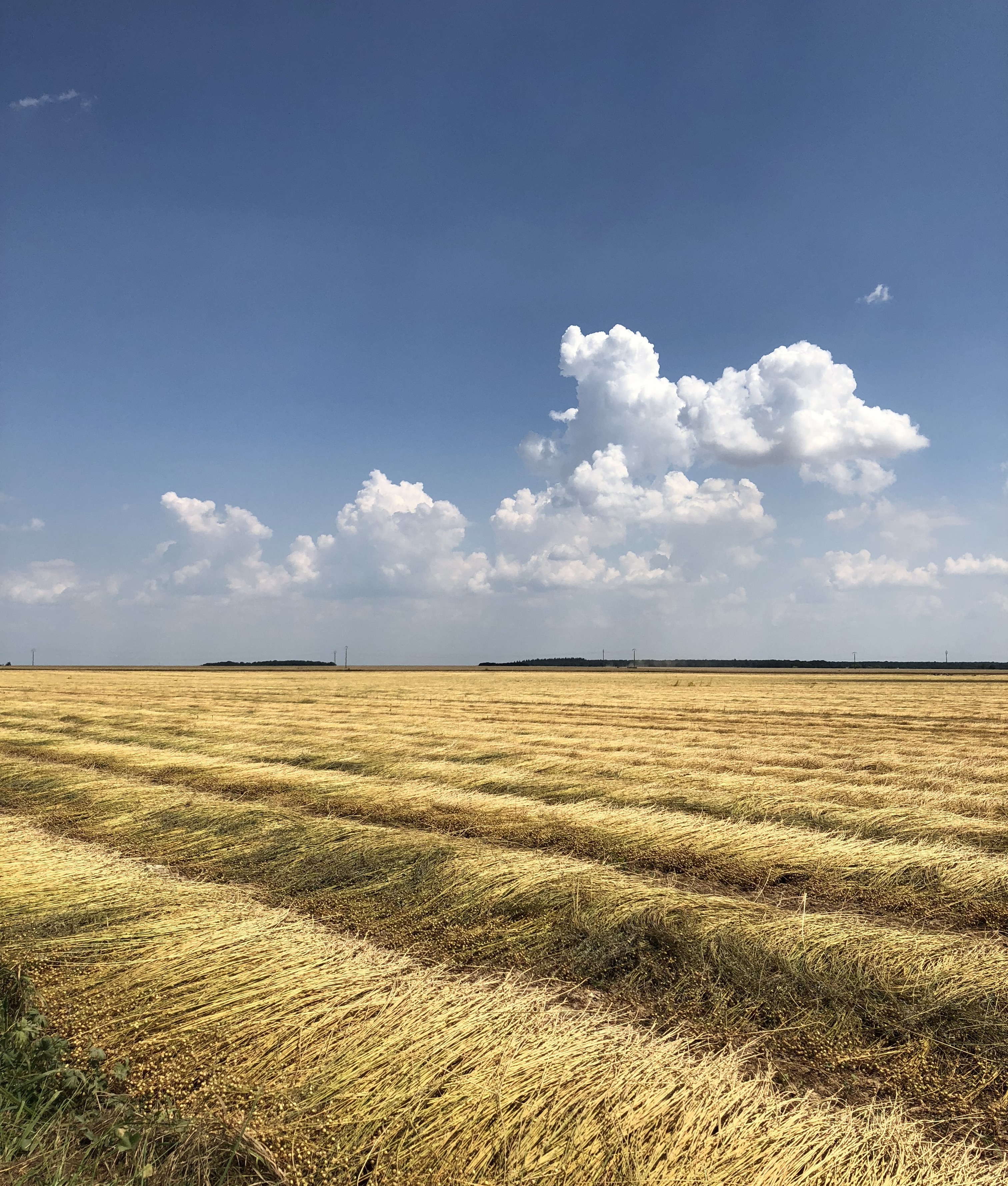 French Linen: The Fields, The History, & Why It Is Truly Luxurious Fabric