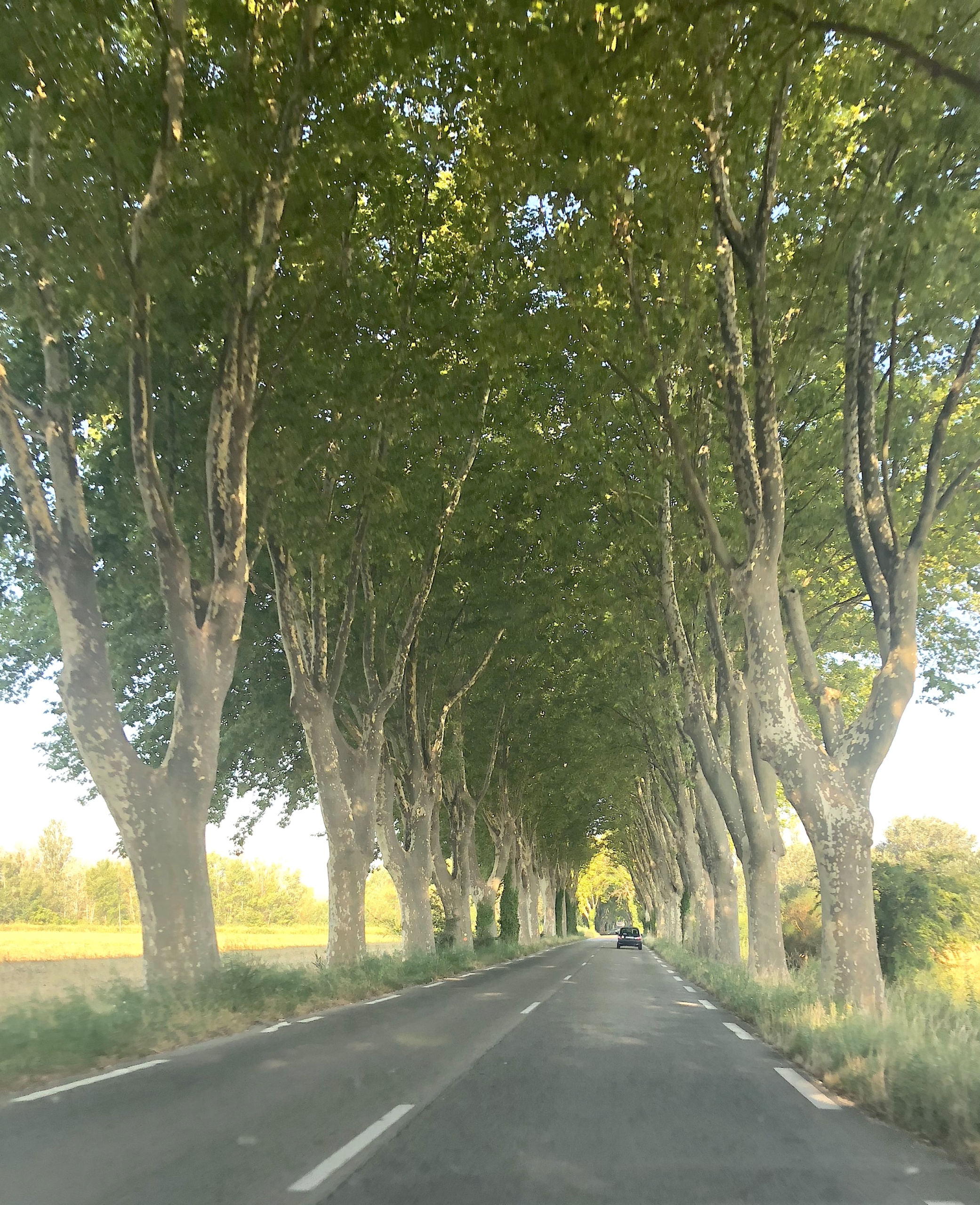 Saintremyplanetreeroad