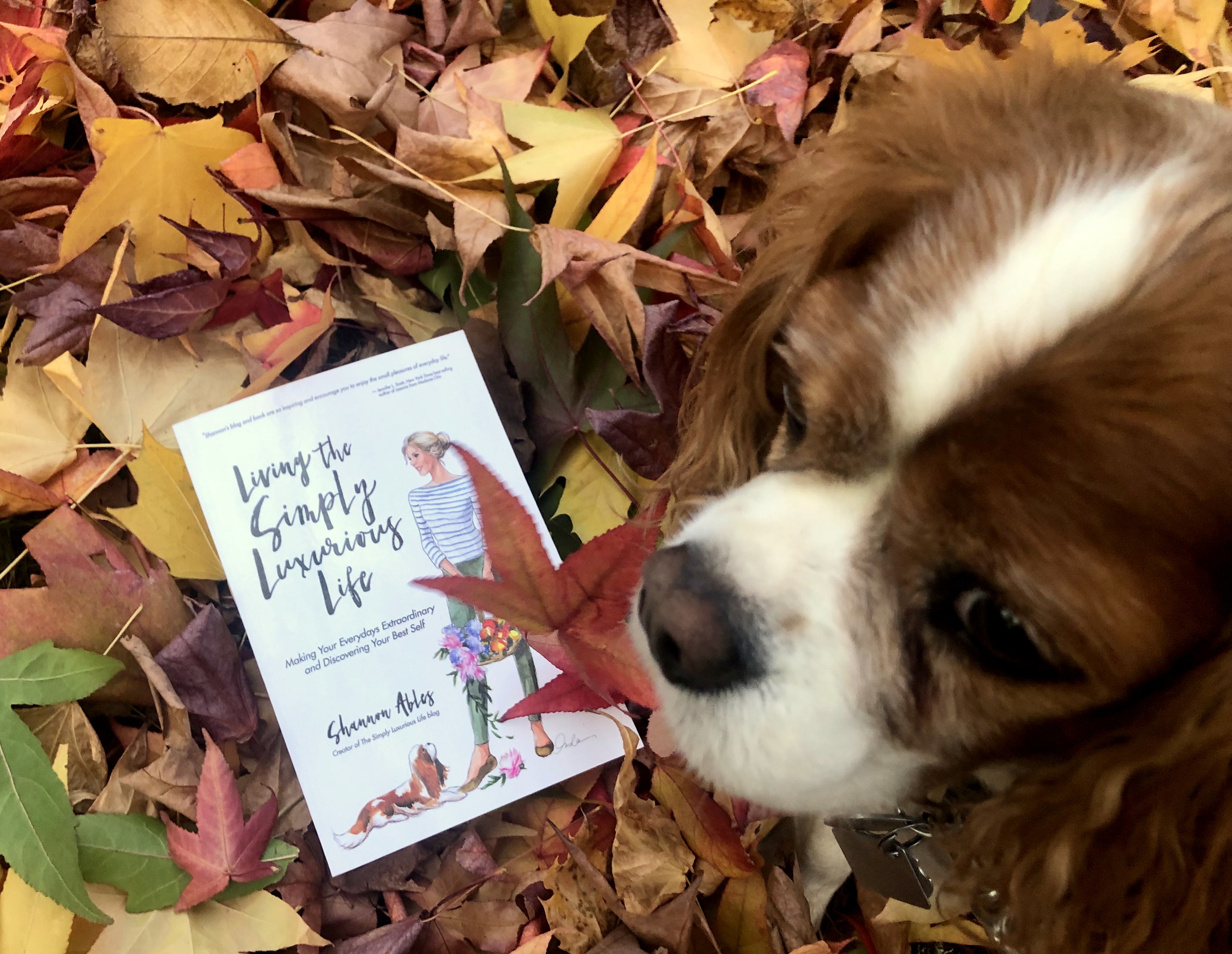 Let’s Live Our Best Lives! TSLL’s 2nd Book is Released Officially Today!