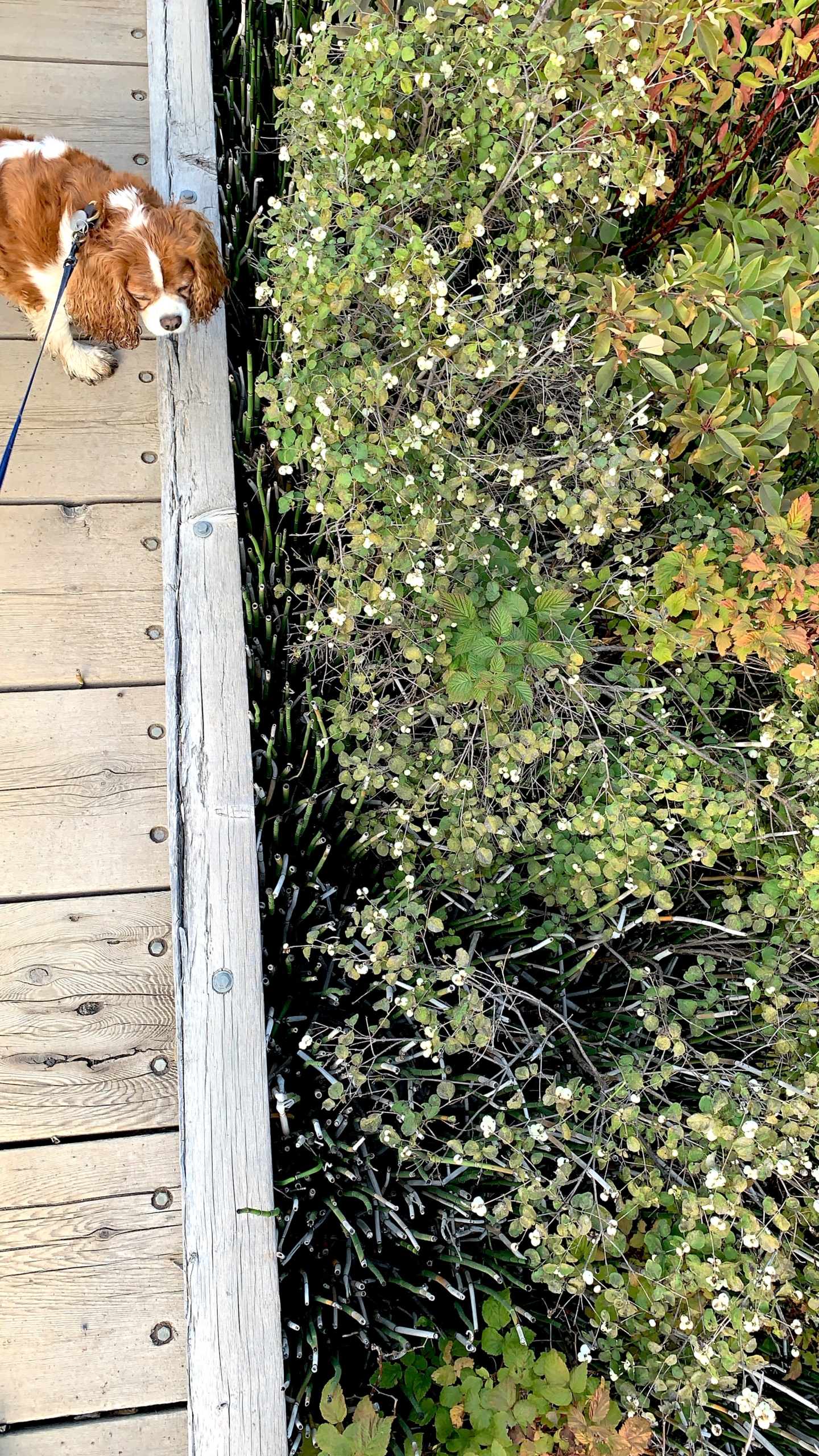 Why Not . . . Build a Grounding Peace of Mind? 6 Ways to Welcome It into Your Daily Life