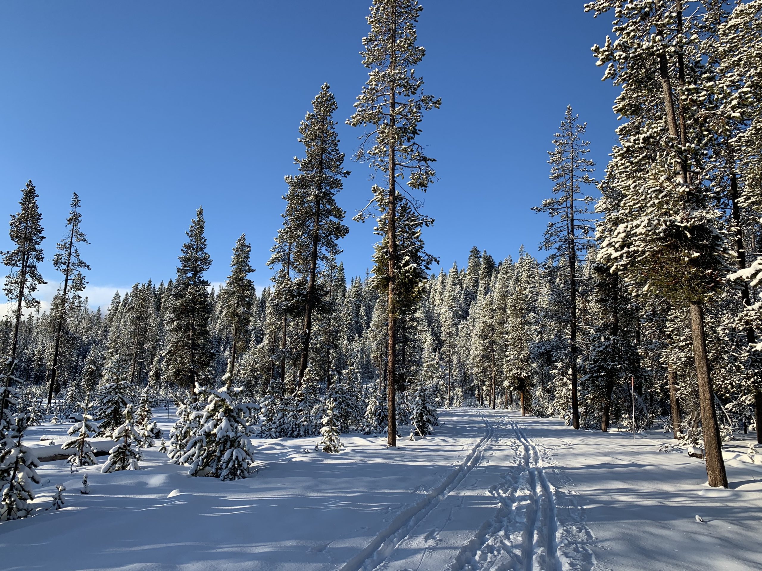 Let’s Go Find the Simply Luxurious Christmas Tree! 2019