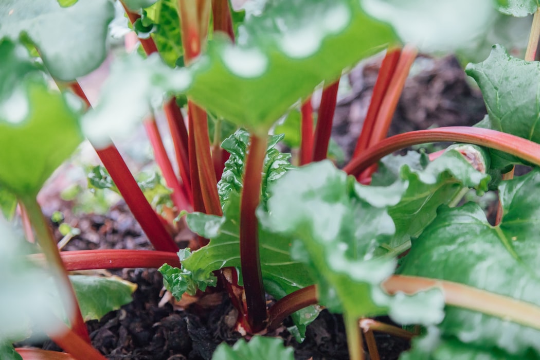 Spring is Coming! 10 Things to Do to Be Ready When It Arrives