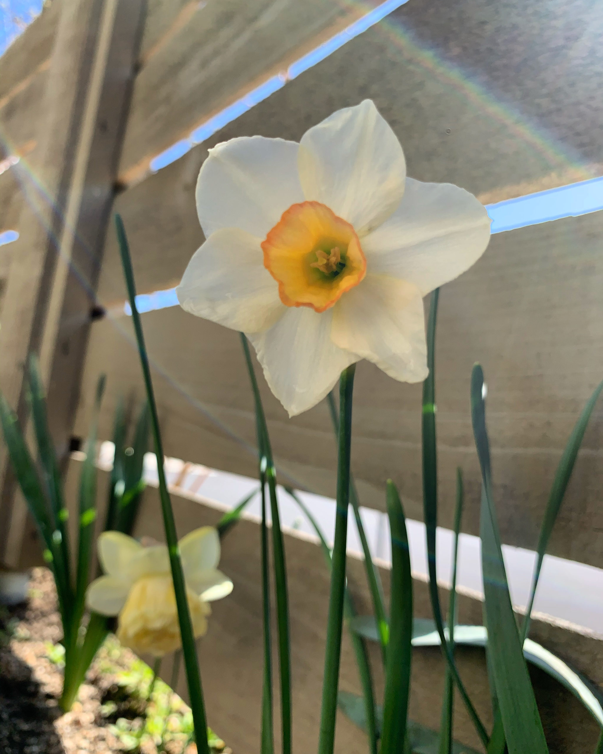 Why Not . . . Try Gardening? Part Une – 10 Whole Life Benefits