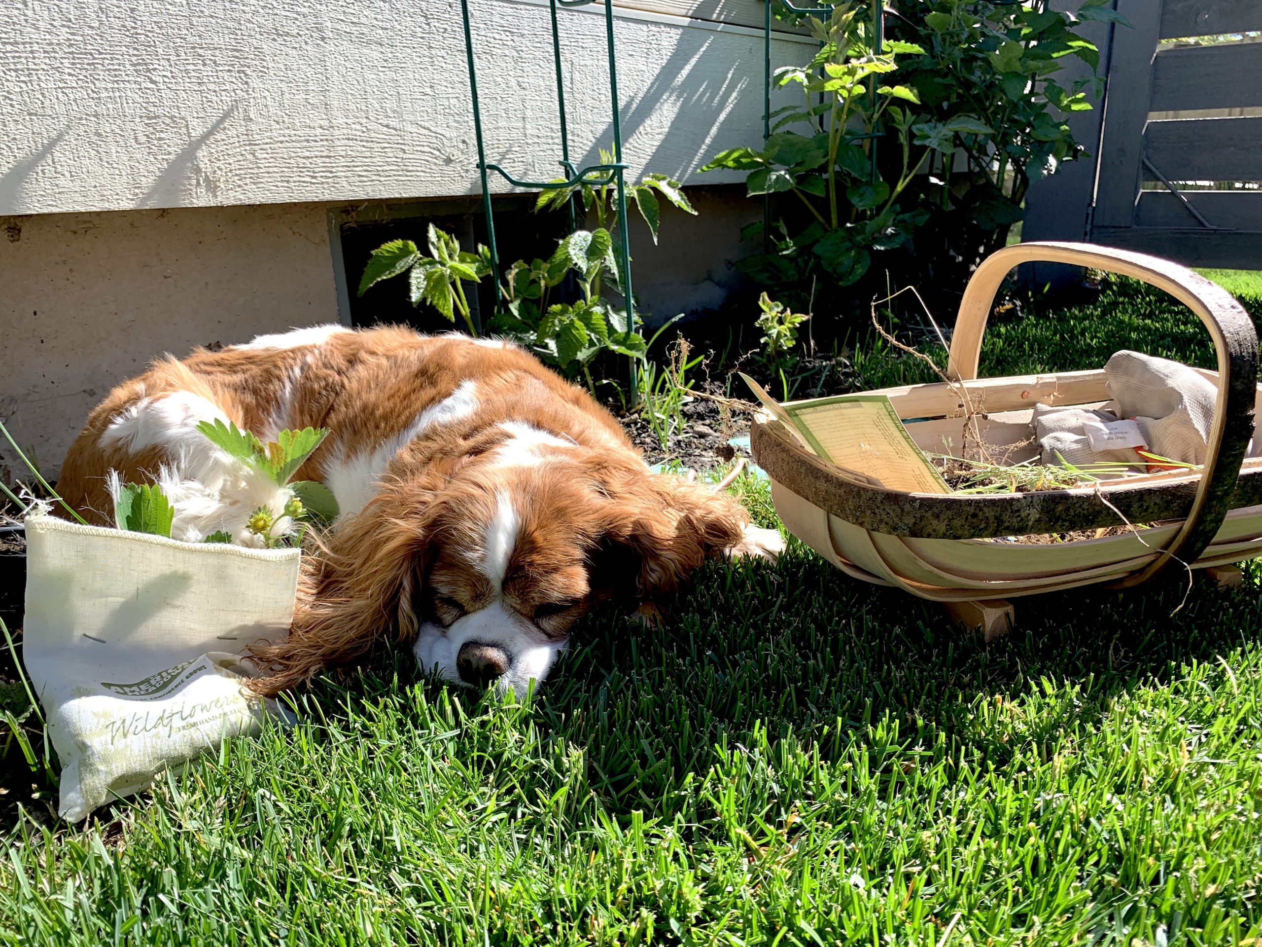 7 Places to Find a Classic Garden Trug