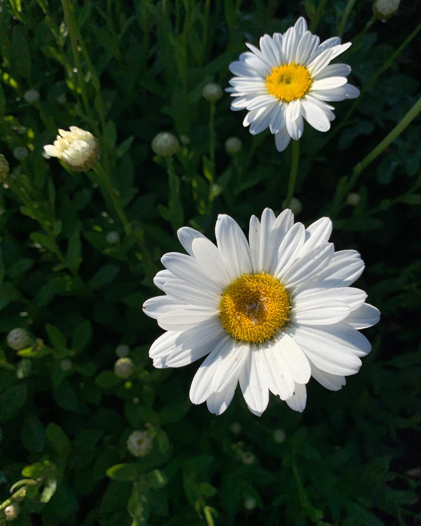 224: How to Welcome Simplicity Into Your Life: Live Differently for One Month (top episode from season 5)