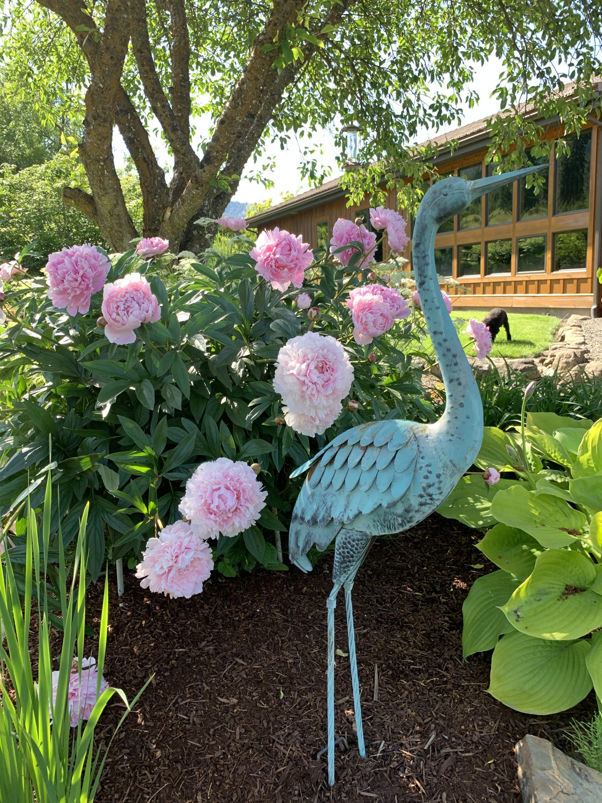 Sunday Morning & My Mother’s Peonies