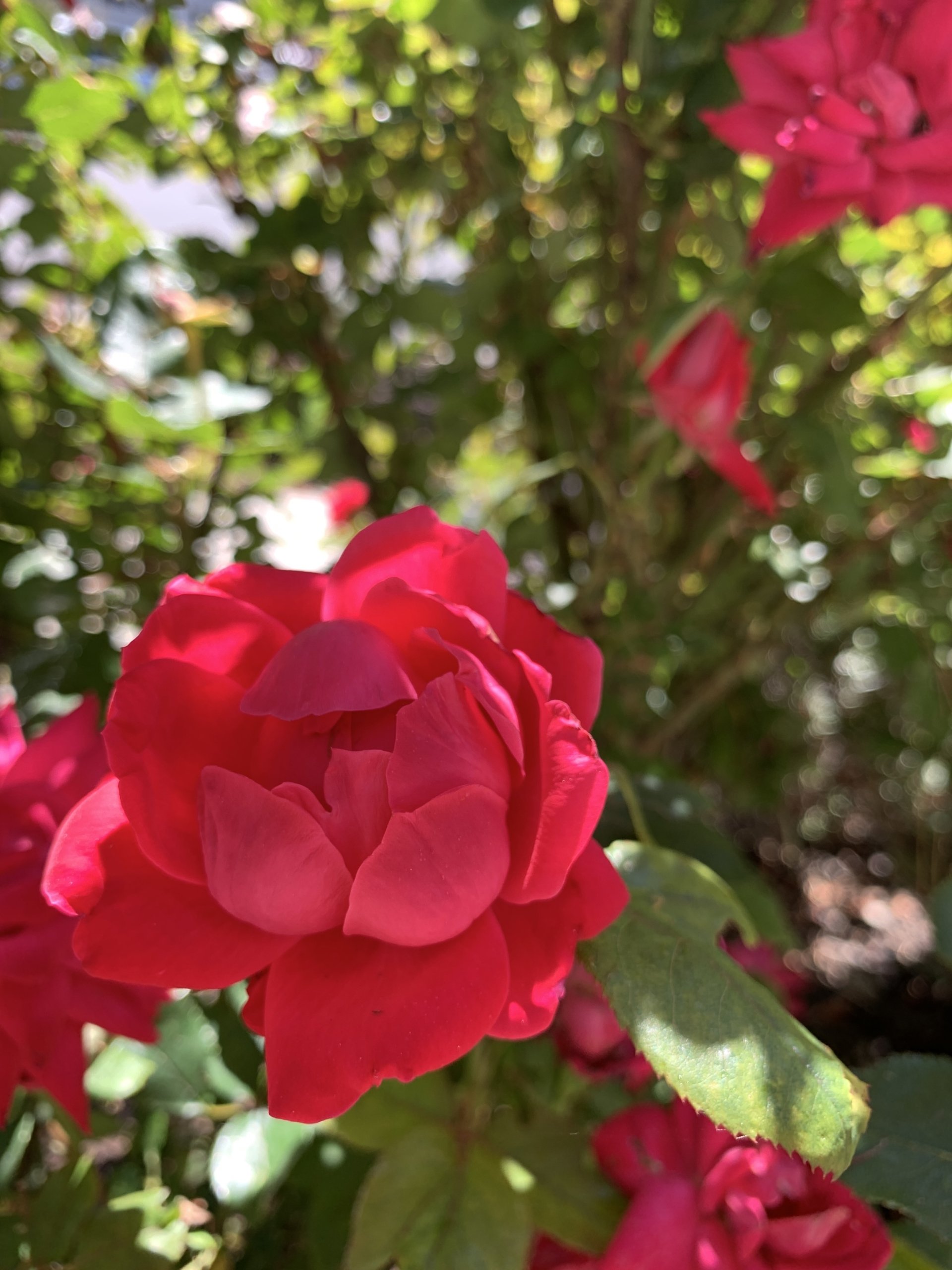 The Importance of Understanding, Seeking and Embracing Nuance in Our Lives and Our World