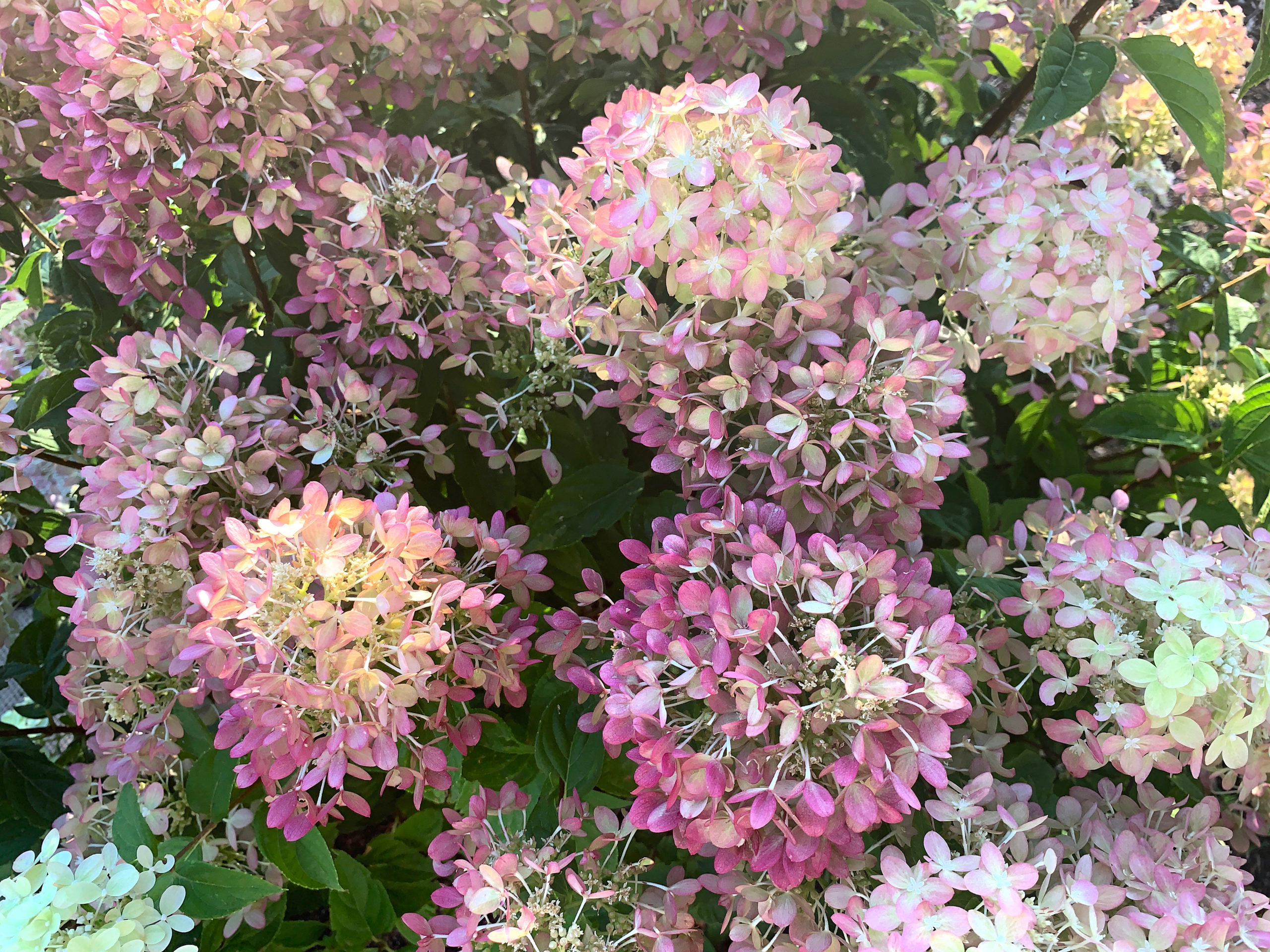 16 Things I Am Doing In My Garden This September & October