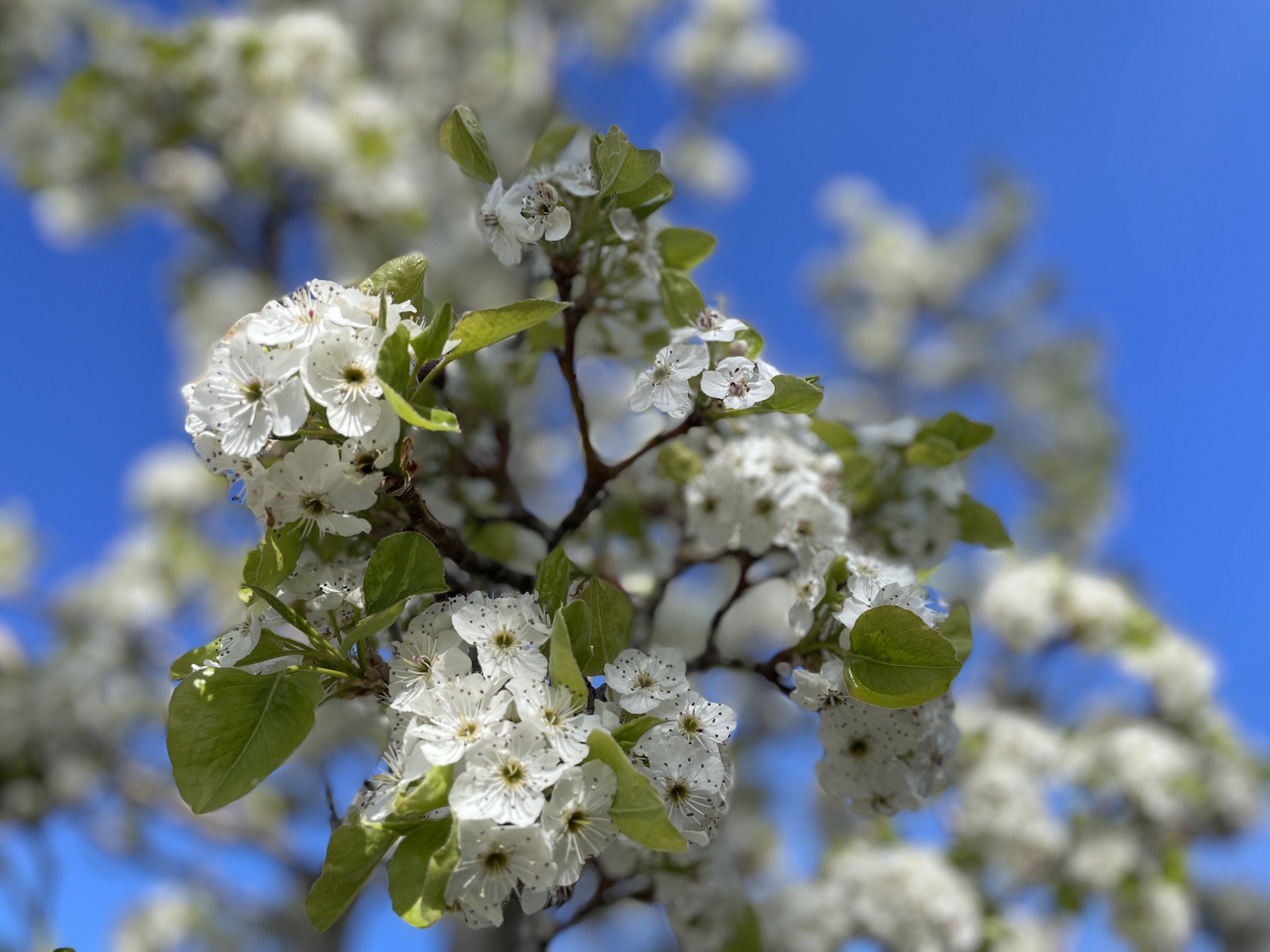 Spring Clean Your Life & Home: Editing Your Life to Reveal Your Evolution – 10 Ideas to Try