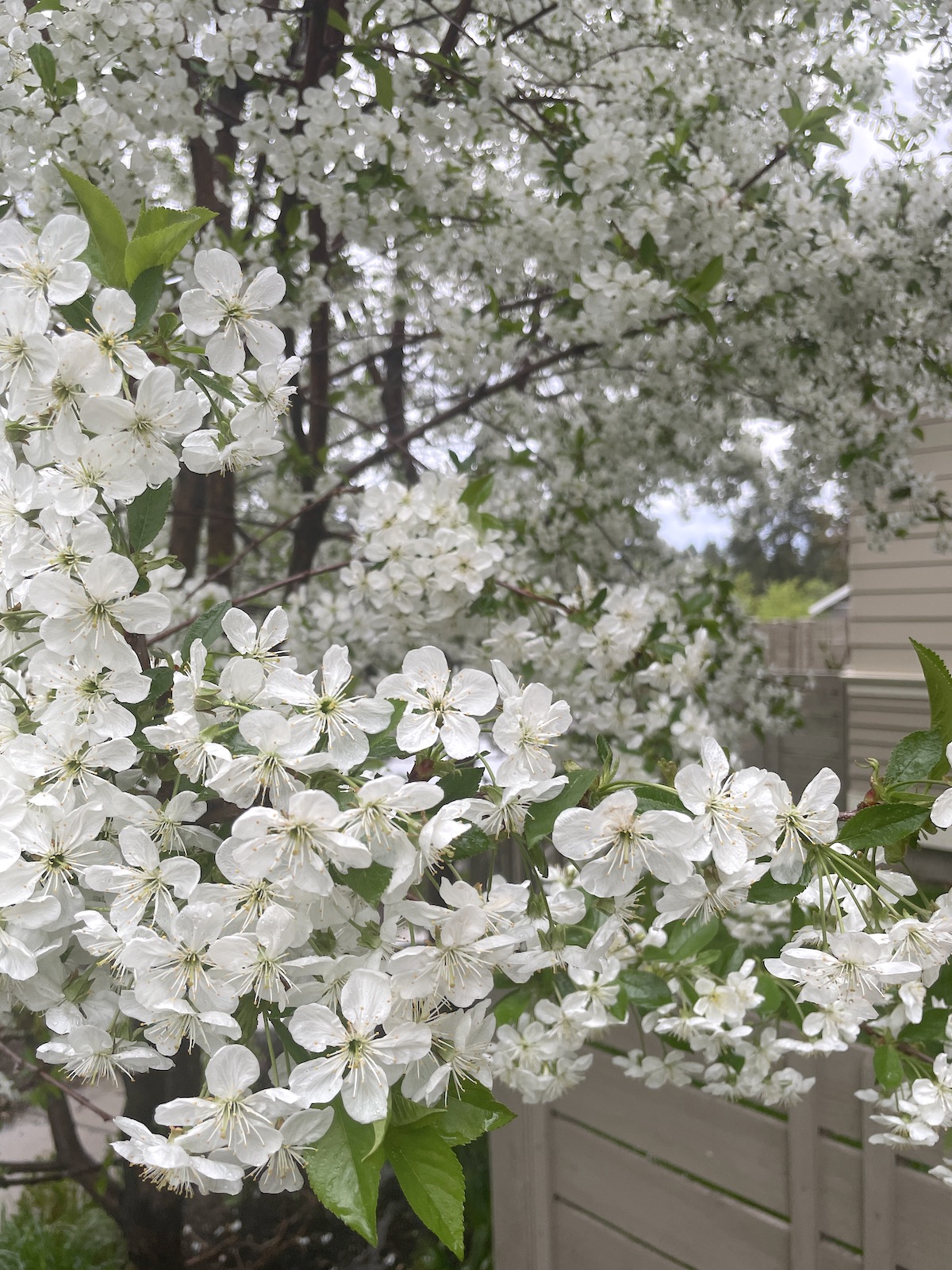 9 May Ponderings . . .