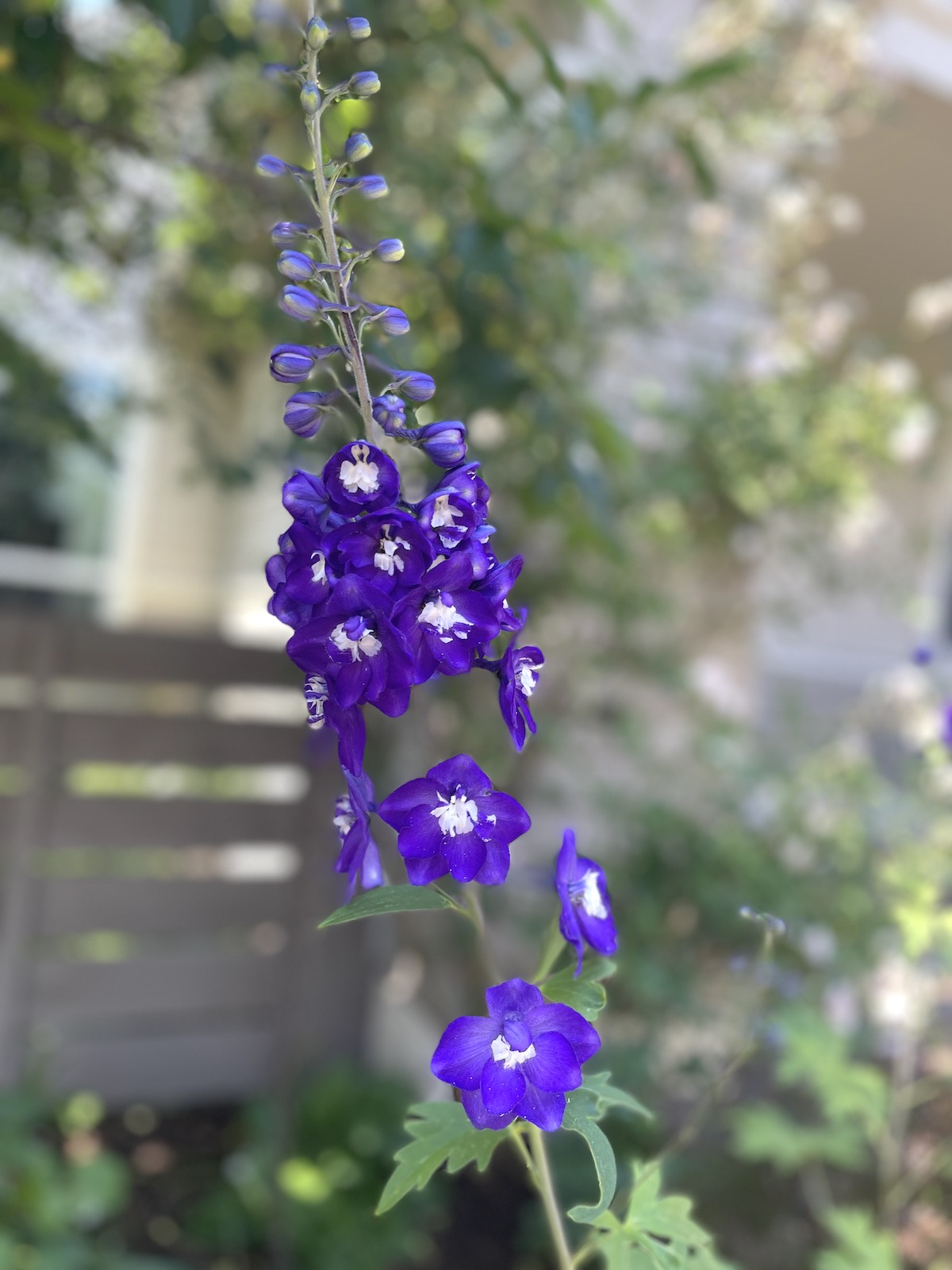Signs of Growth Toward a Goal: Momentary Shaking