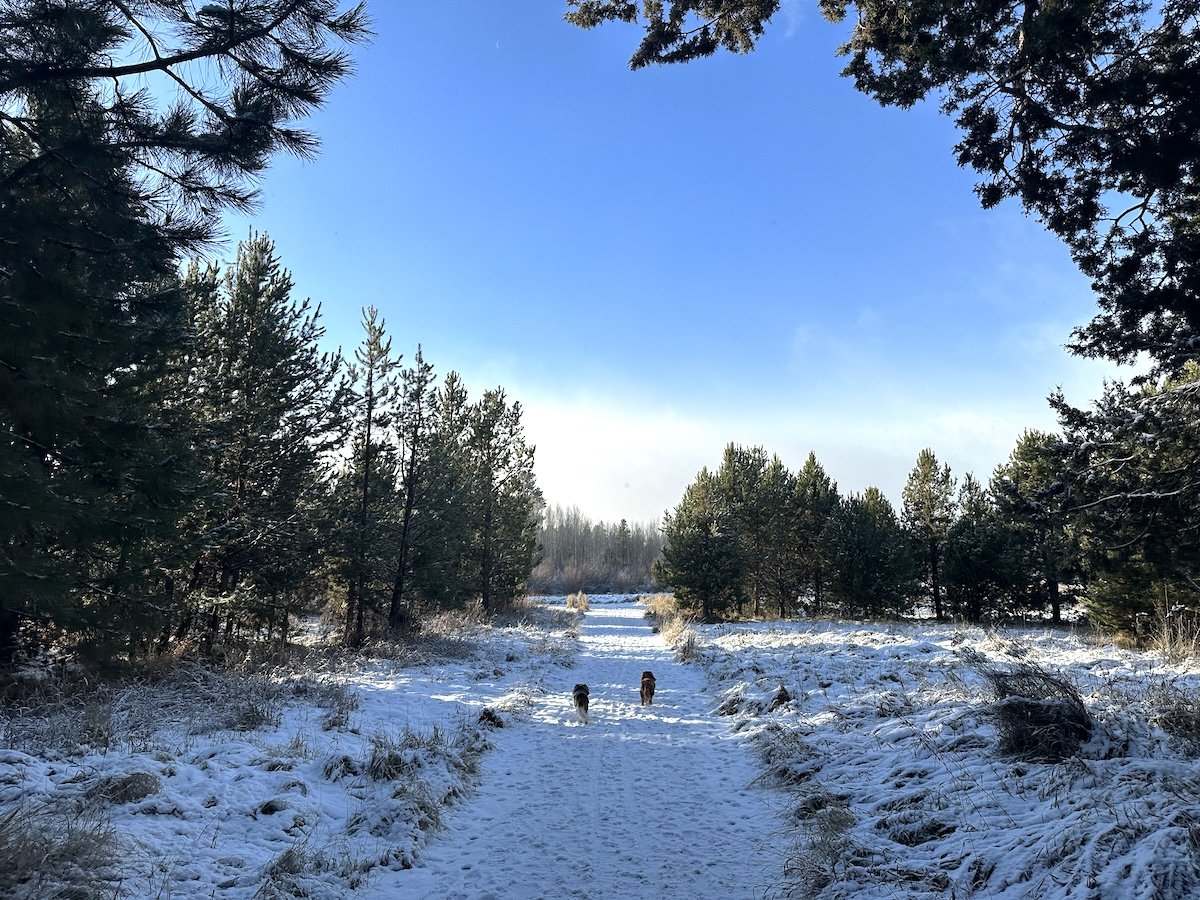 Dogswalkingshowtrailbluesky