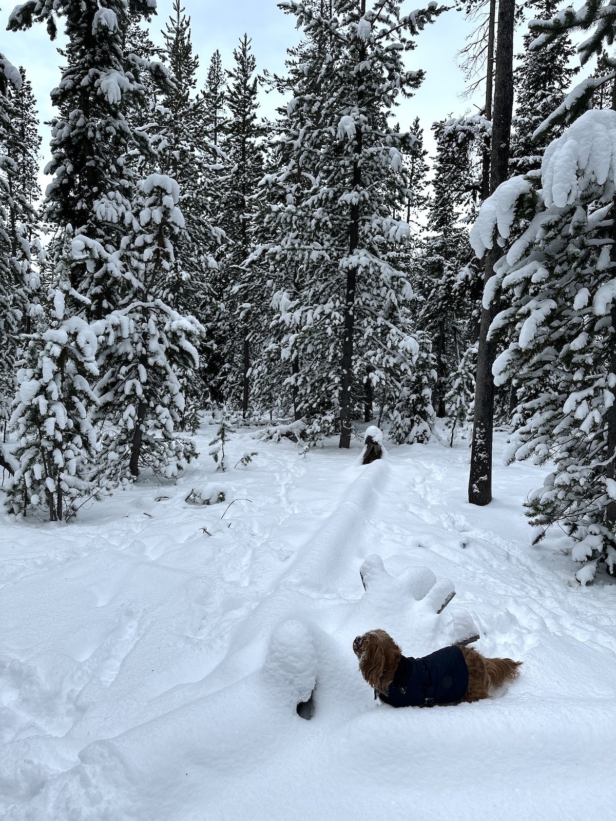 371: Savoring A Quiet Christmas — Simple, Yet Significant