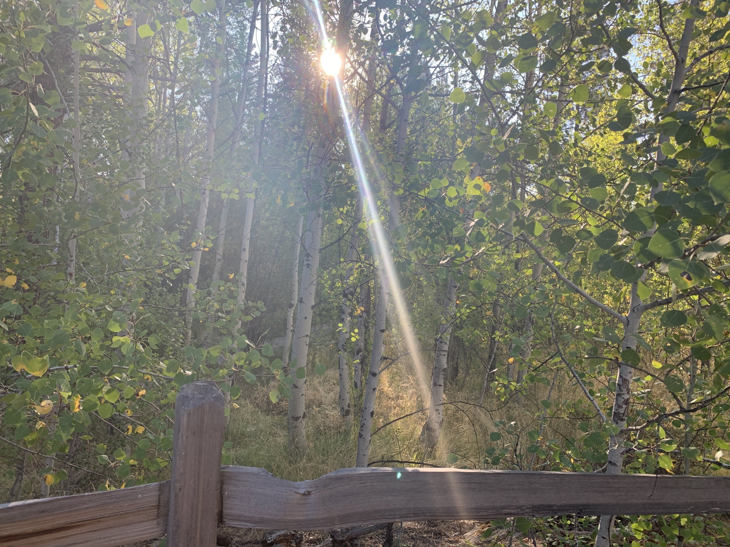 Aspenssunshine