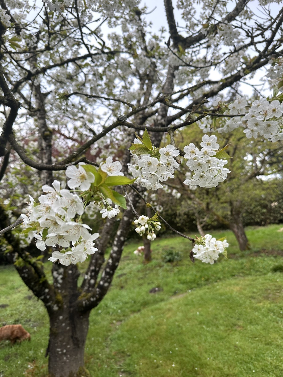Pupswanderingblossomswhitetreespupsairbnnb