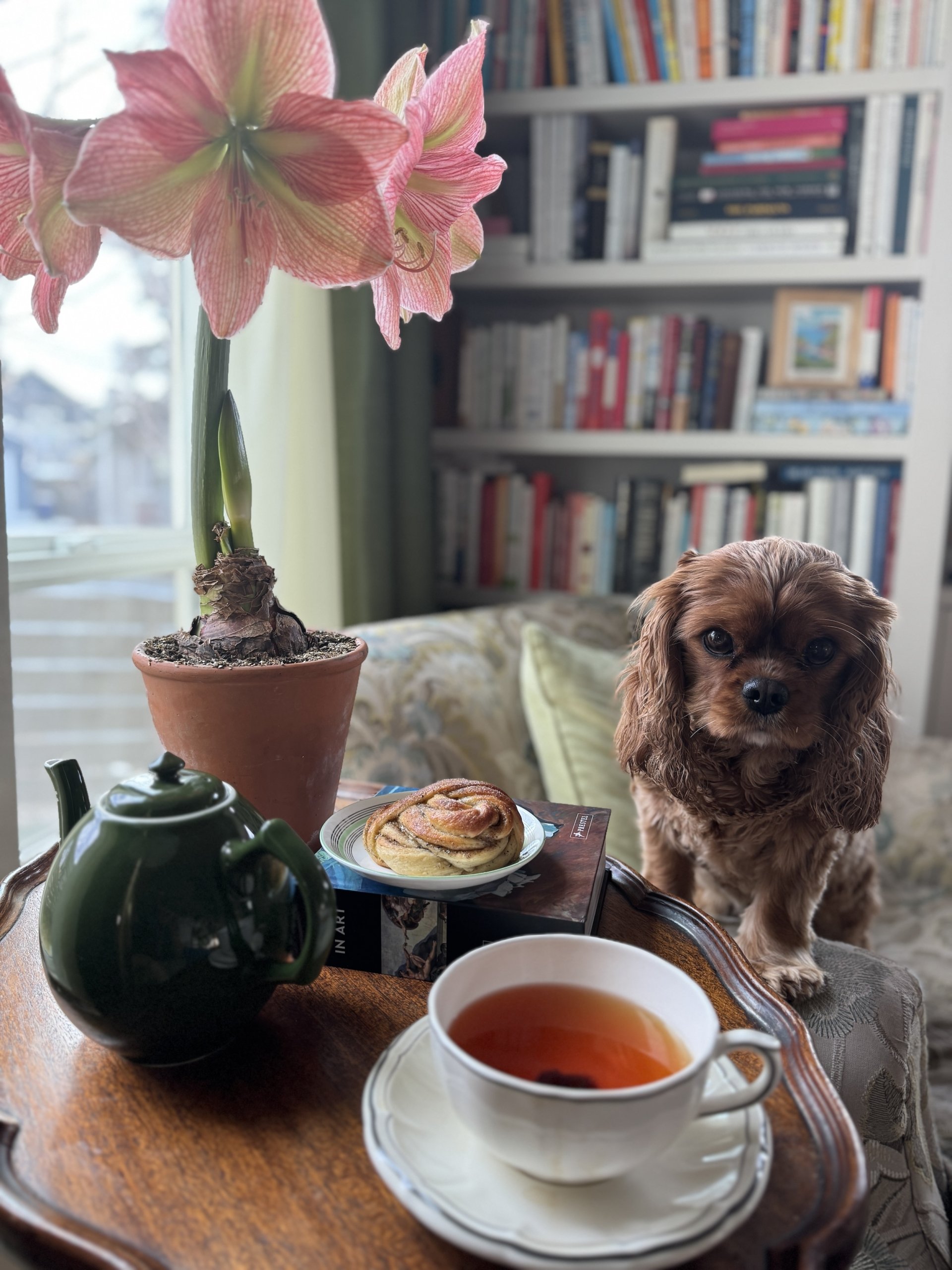 How to Grow Amaryllis bulbs for Winter Indoor Blooms, Gardening at Le Papillon in December, 2024