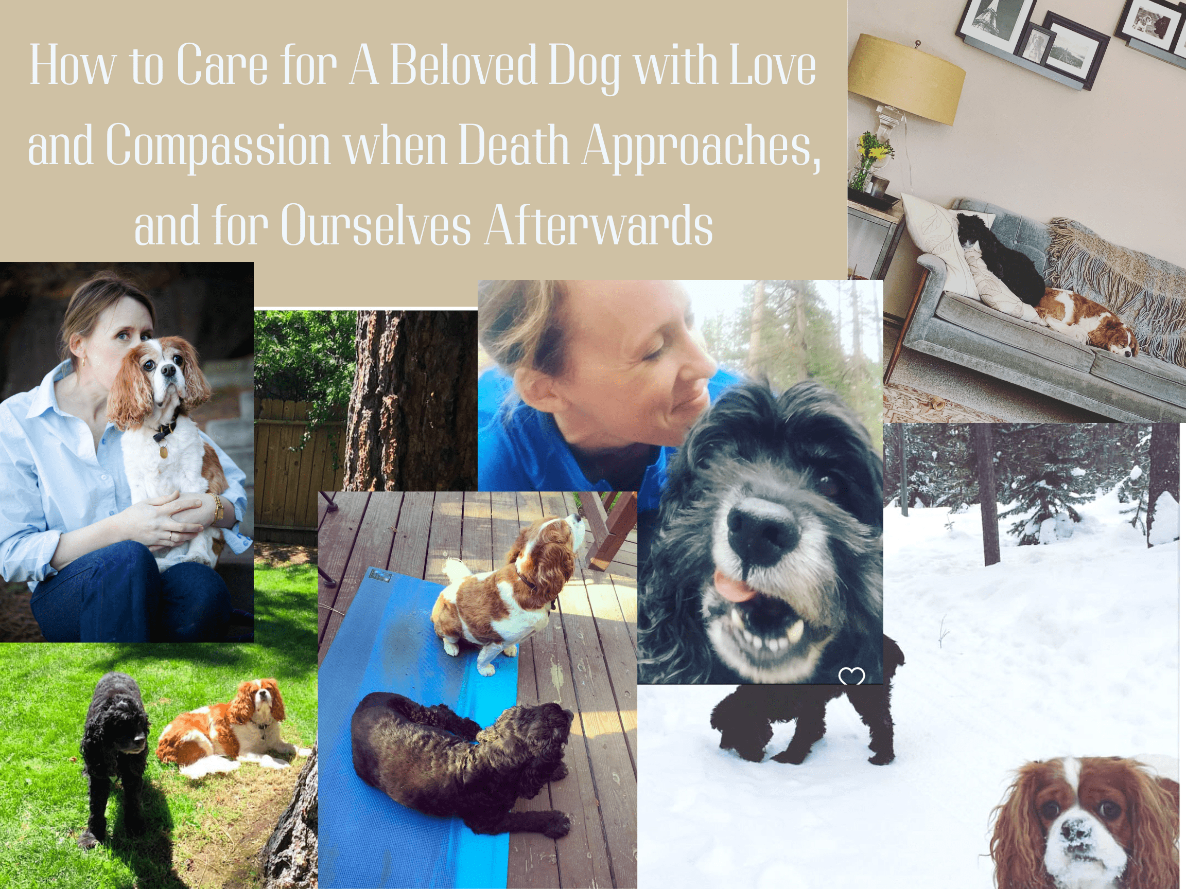How to Care for Our Beloved Dogs with Love and Compassion when Death Approaches, and for Ourselves Afterwards as Well