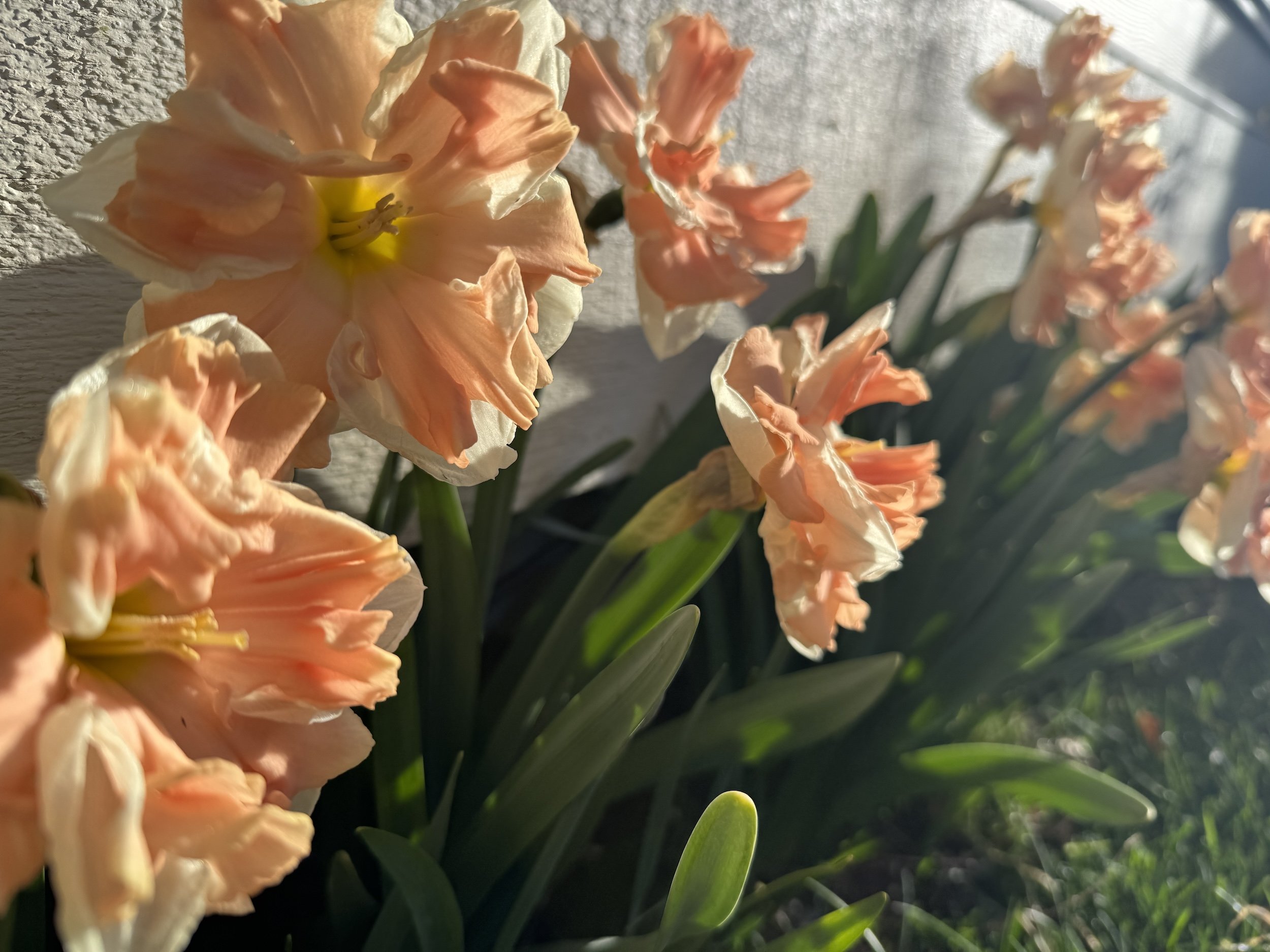April in the Garden at Le Papillon, 2025