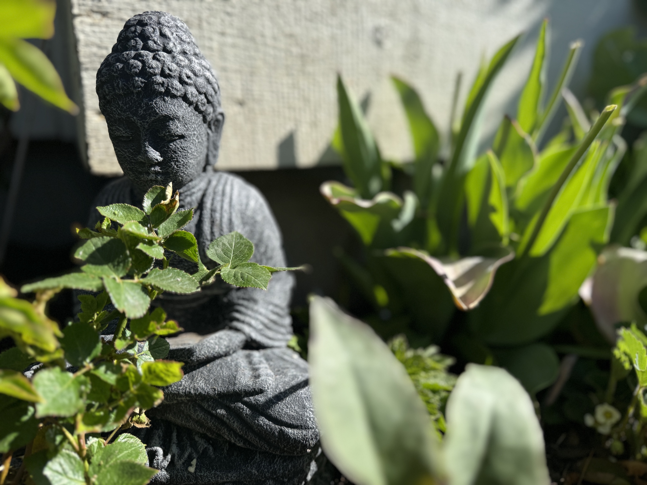 Buddhastatuegardenmay2025