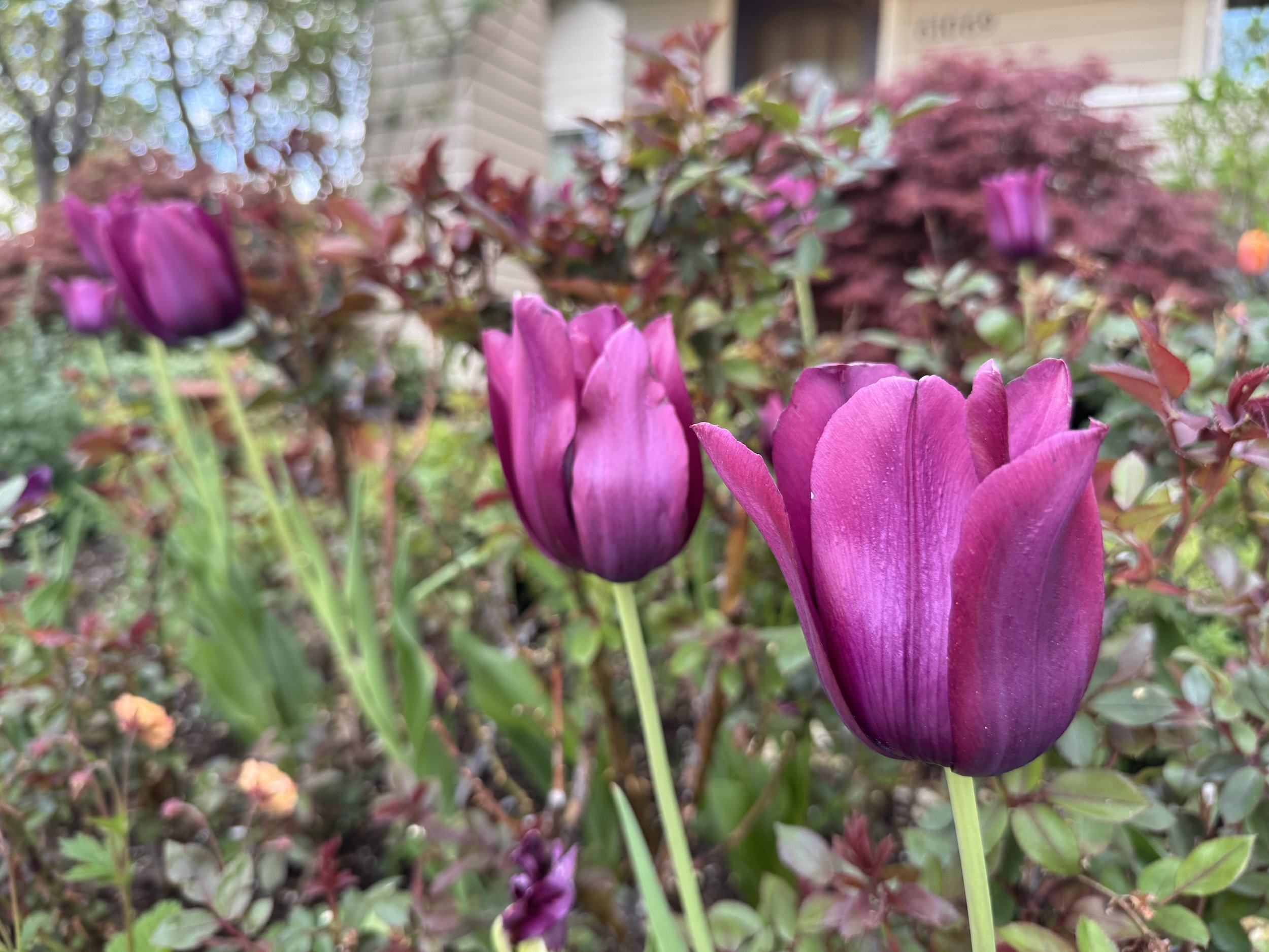 9 May Ponderings . . .