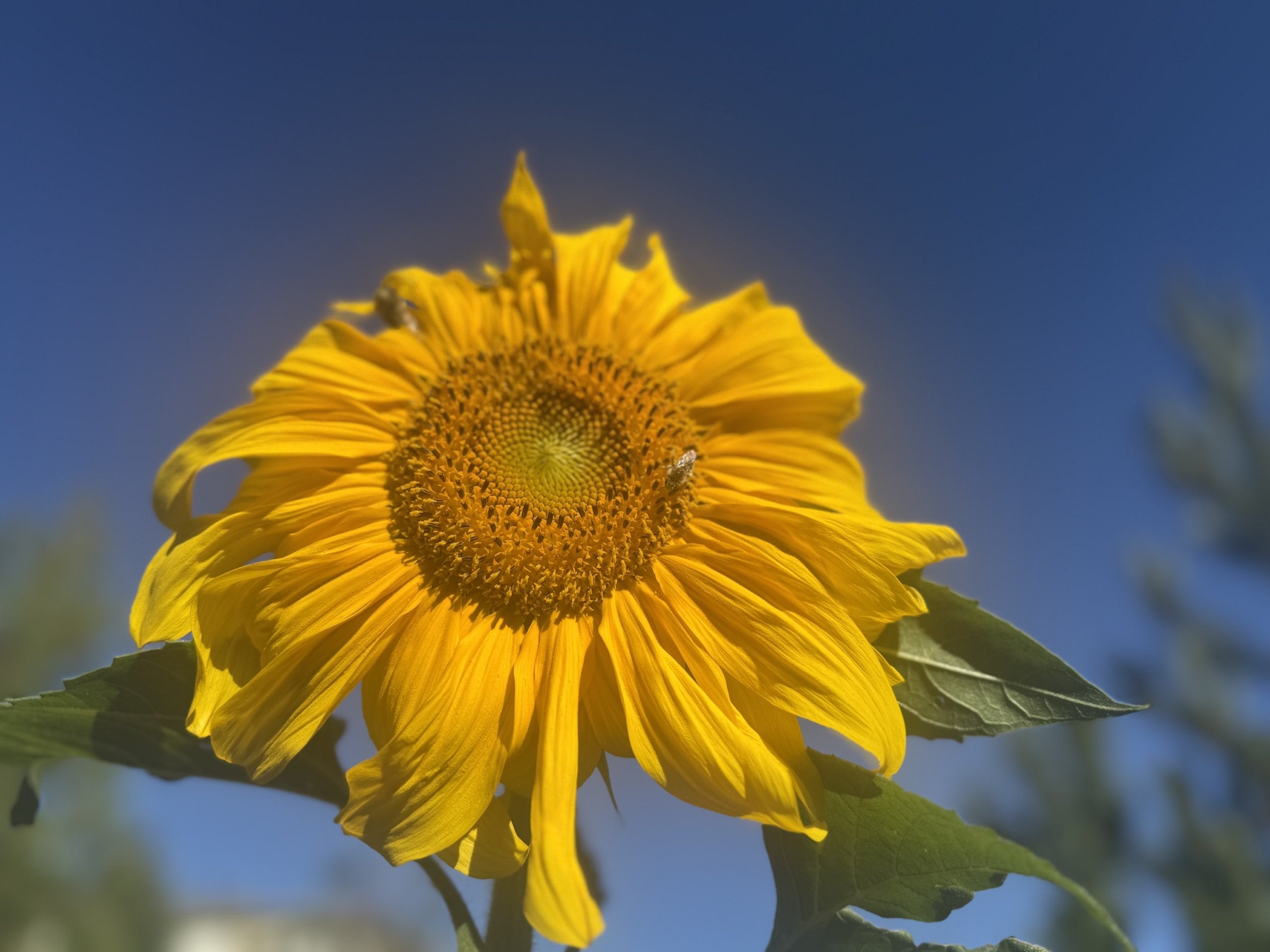 Sunfloweronebeebluesky