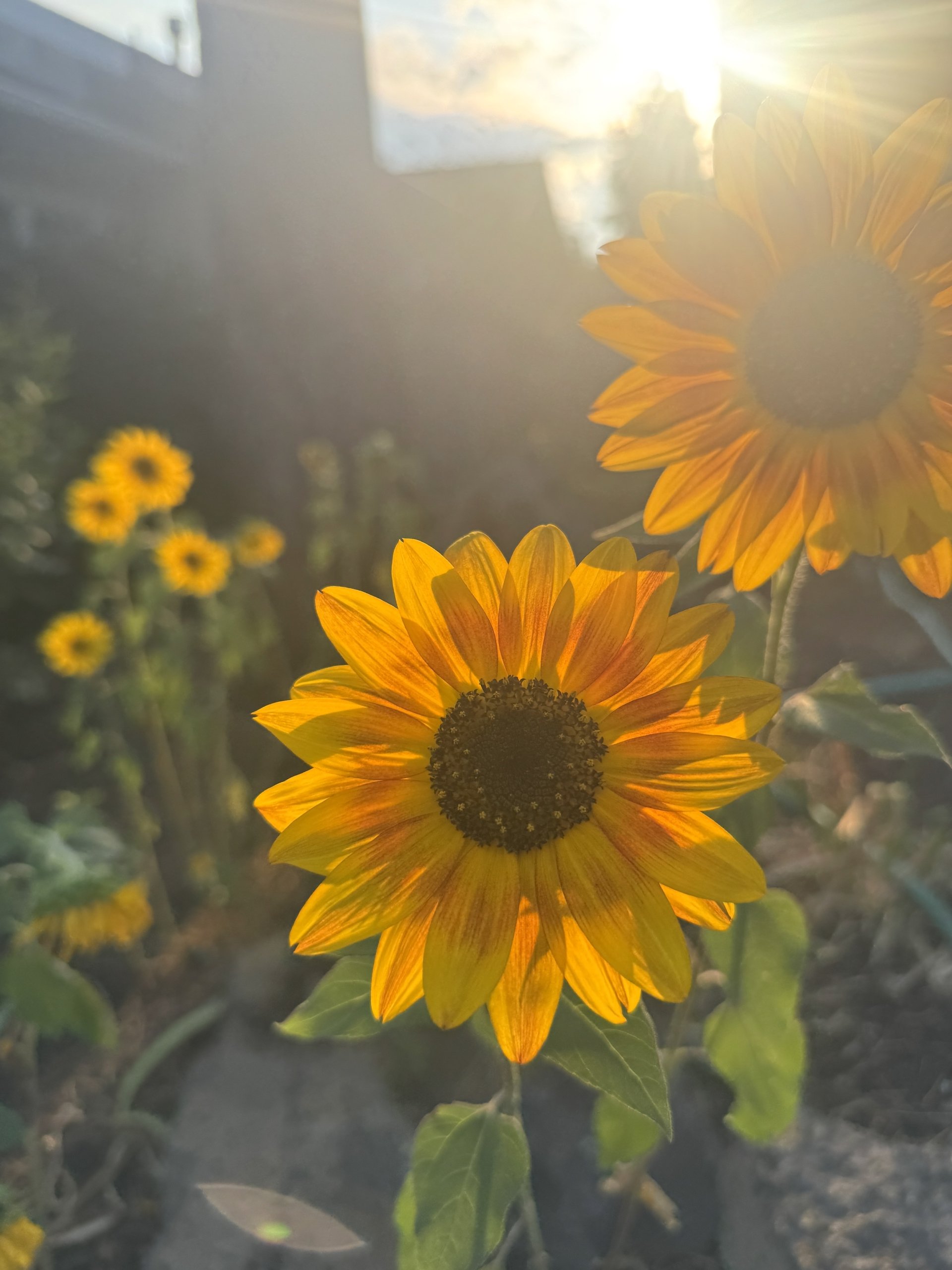 Sunflowerssettingsun