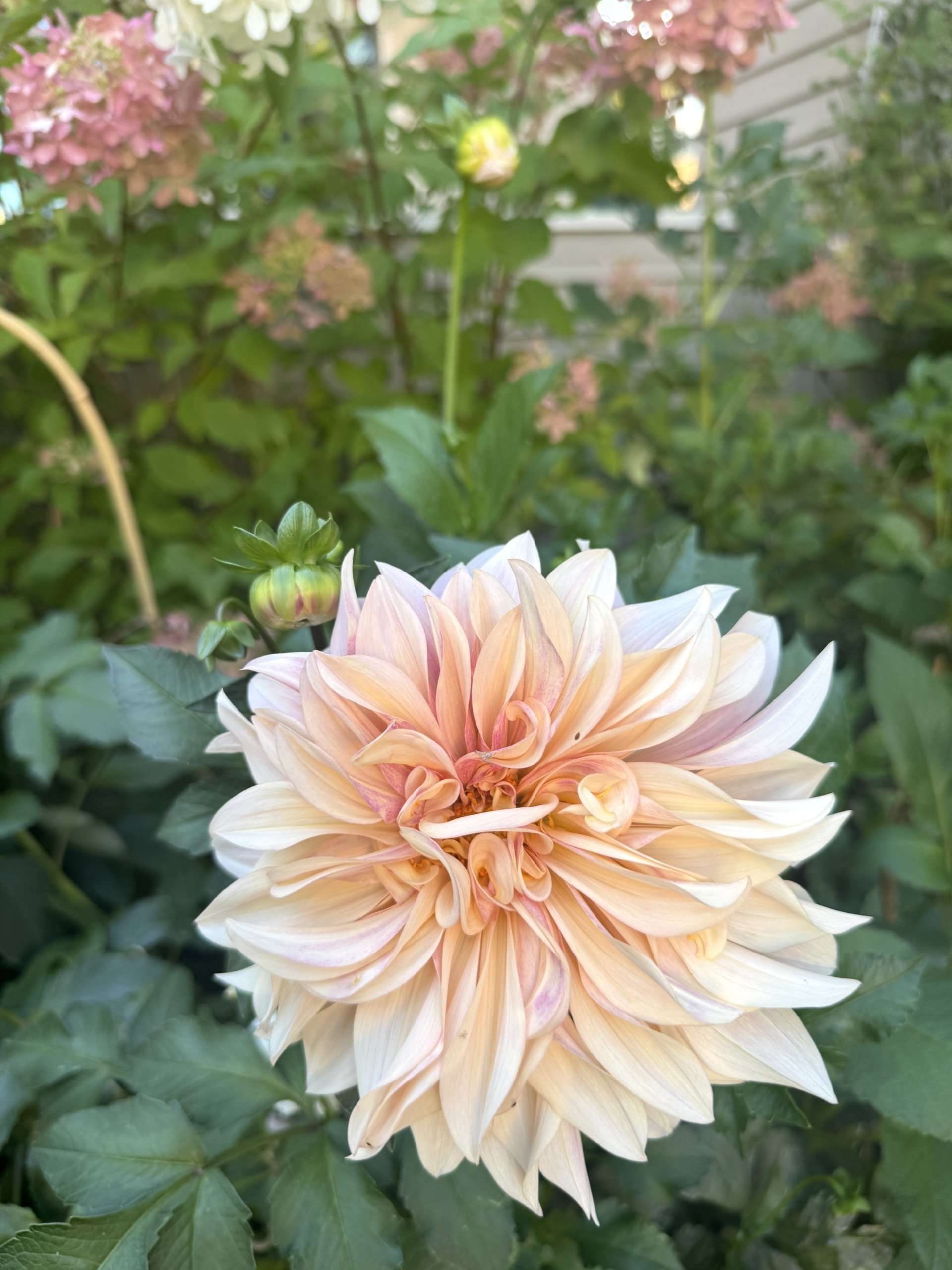 September in the Garden at Le Papillon, 2025