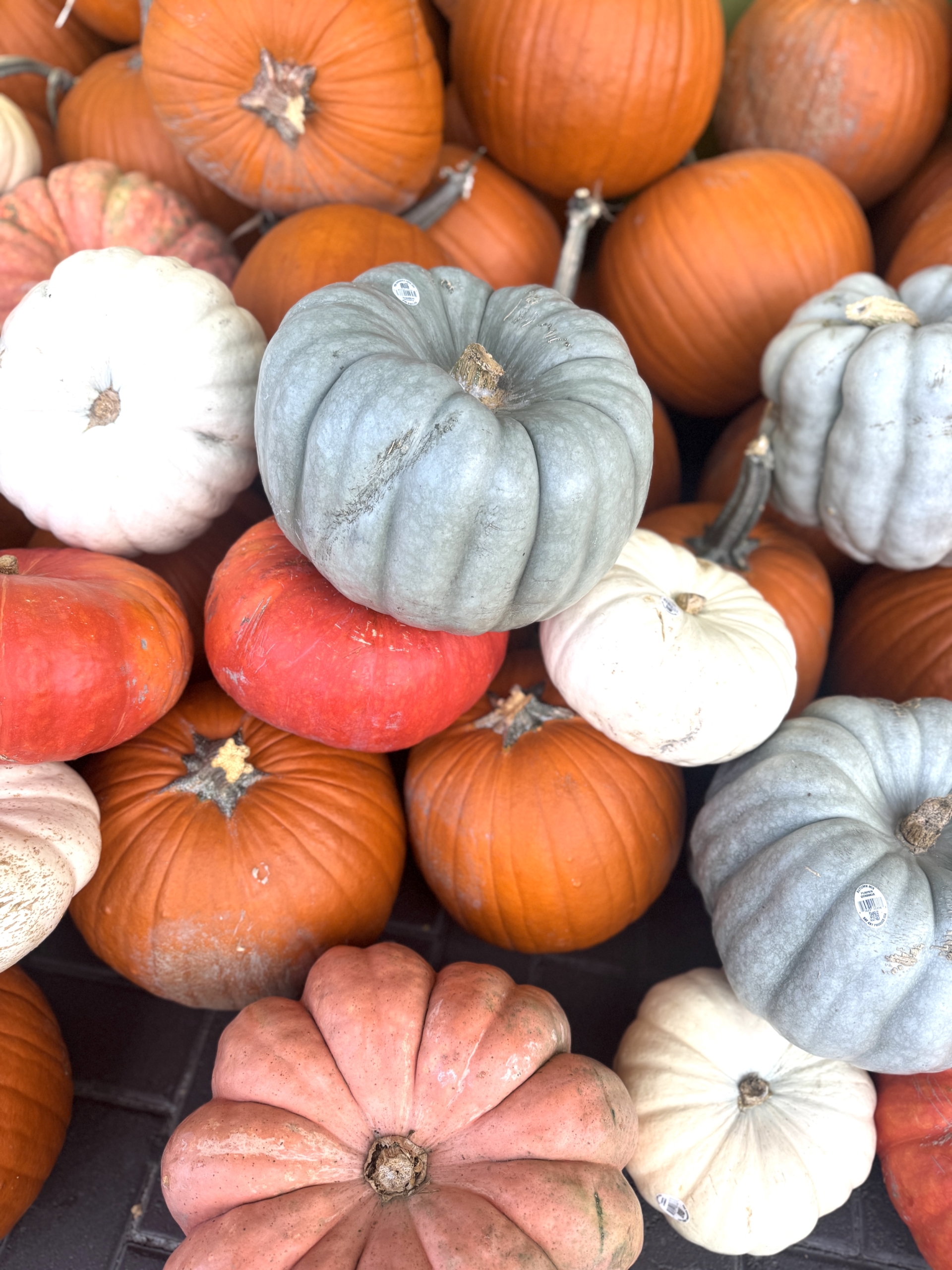 15 Things That Made Me Smile This Month, So Far . . . (October)