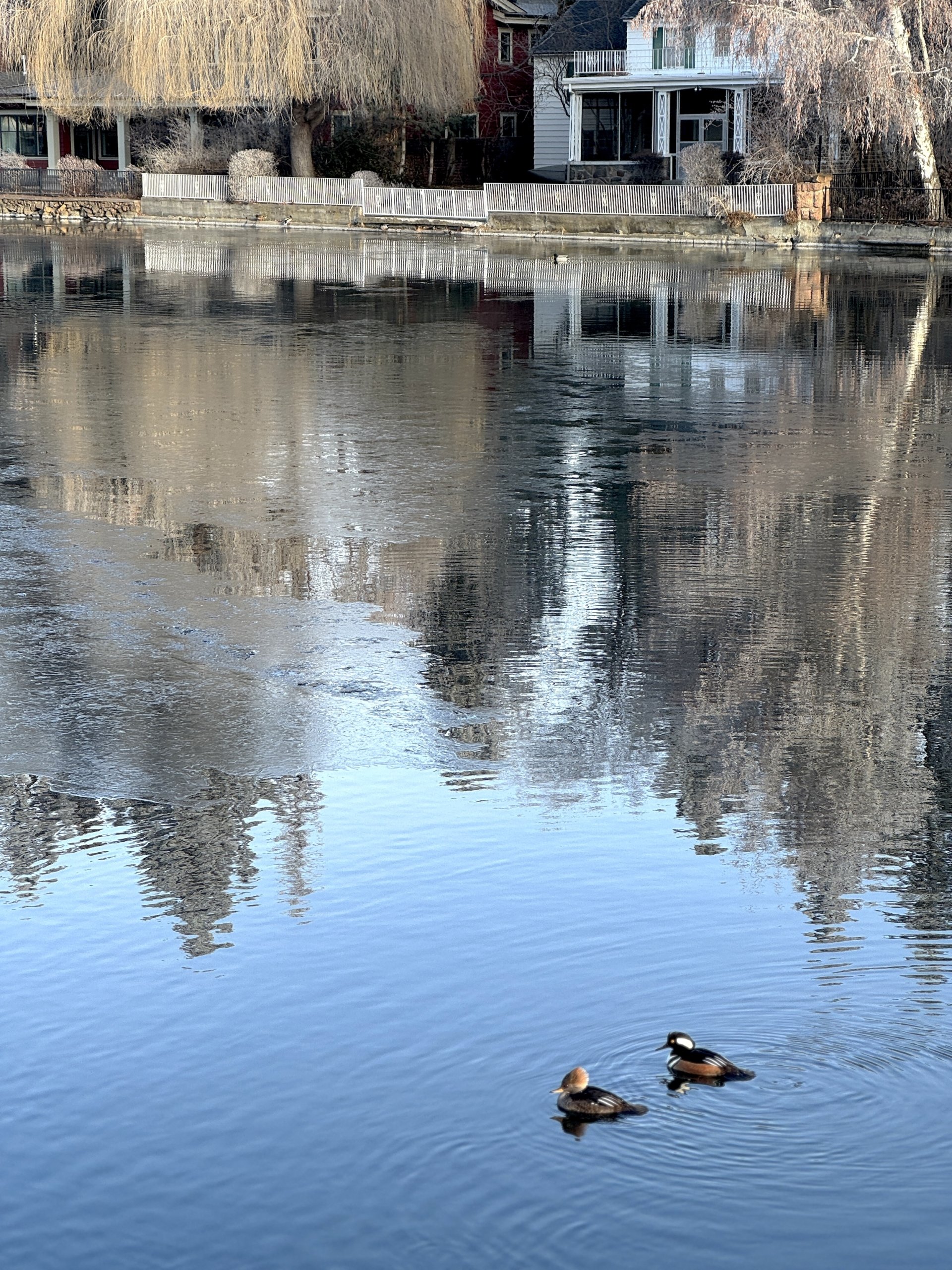 Duckswithhairstylesmirrorpond