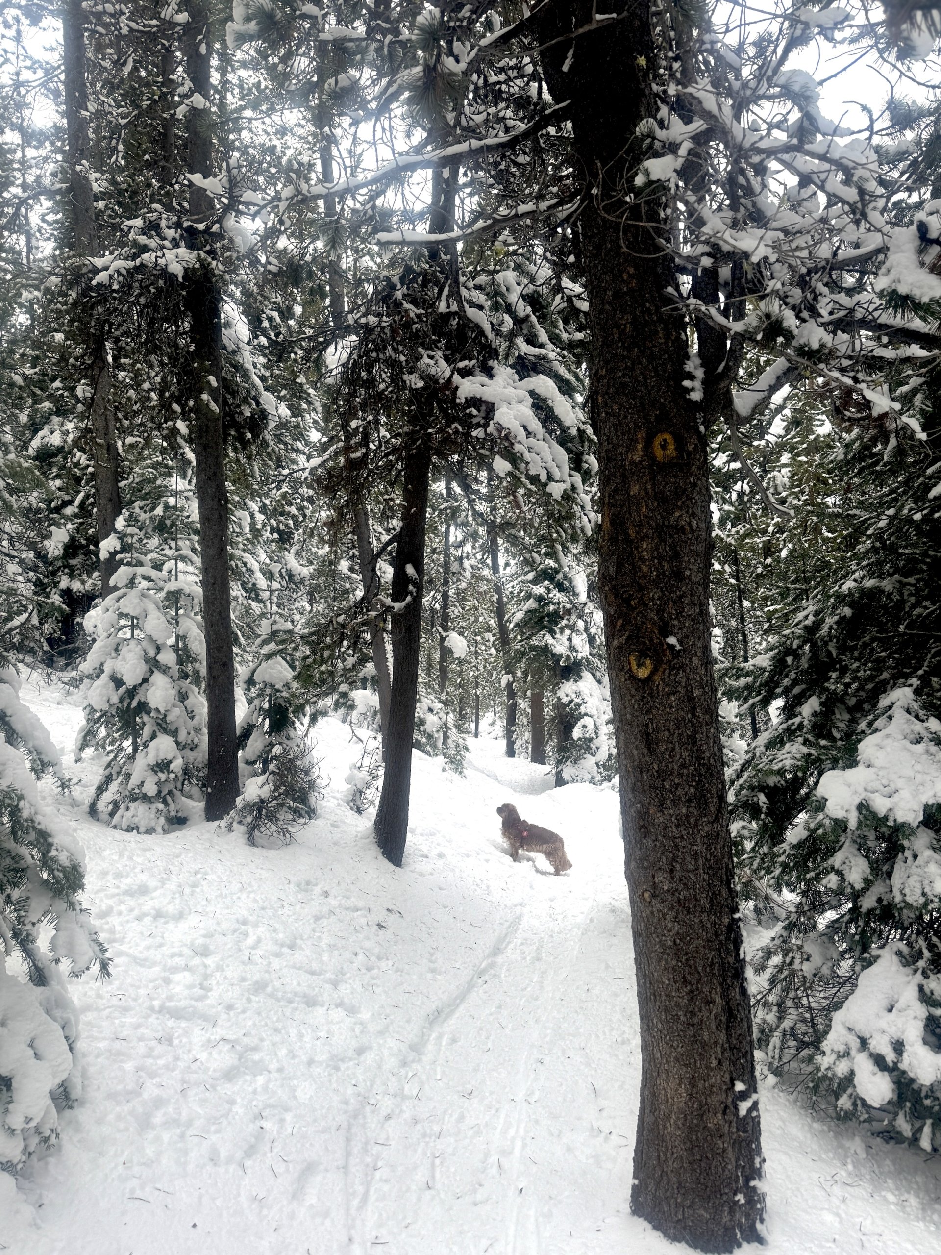 Nellesnowtreetrailsilhouette