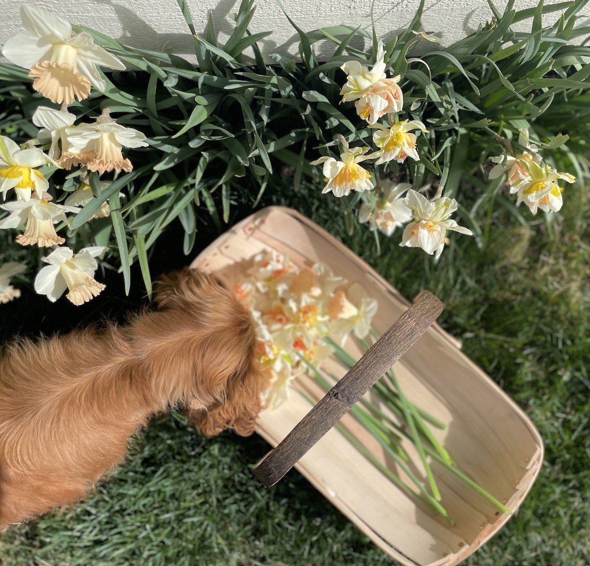 FlowertrugNelletopview