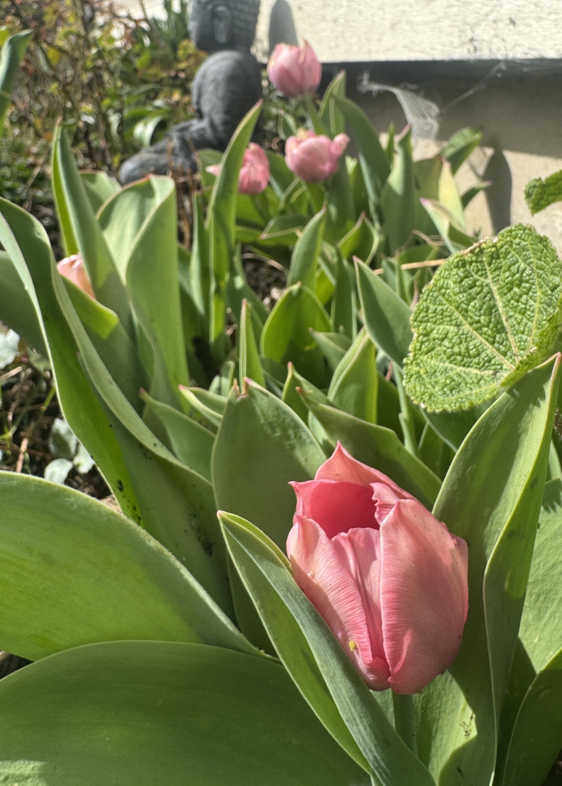 March in the Garden at Le Papillon, 2026