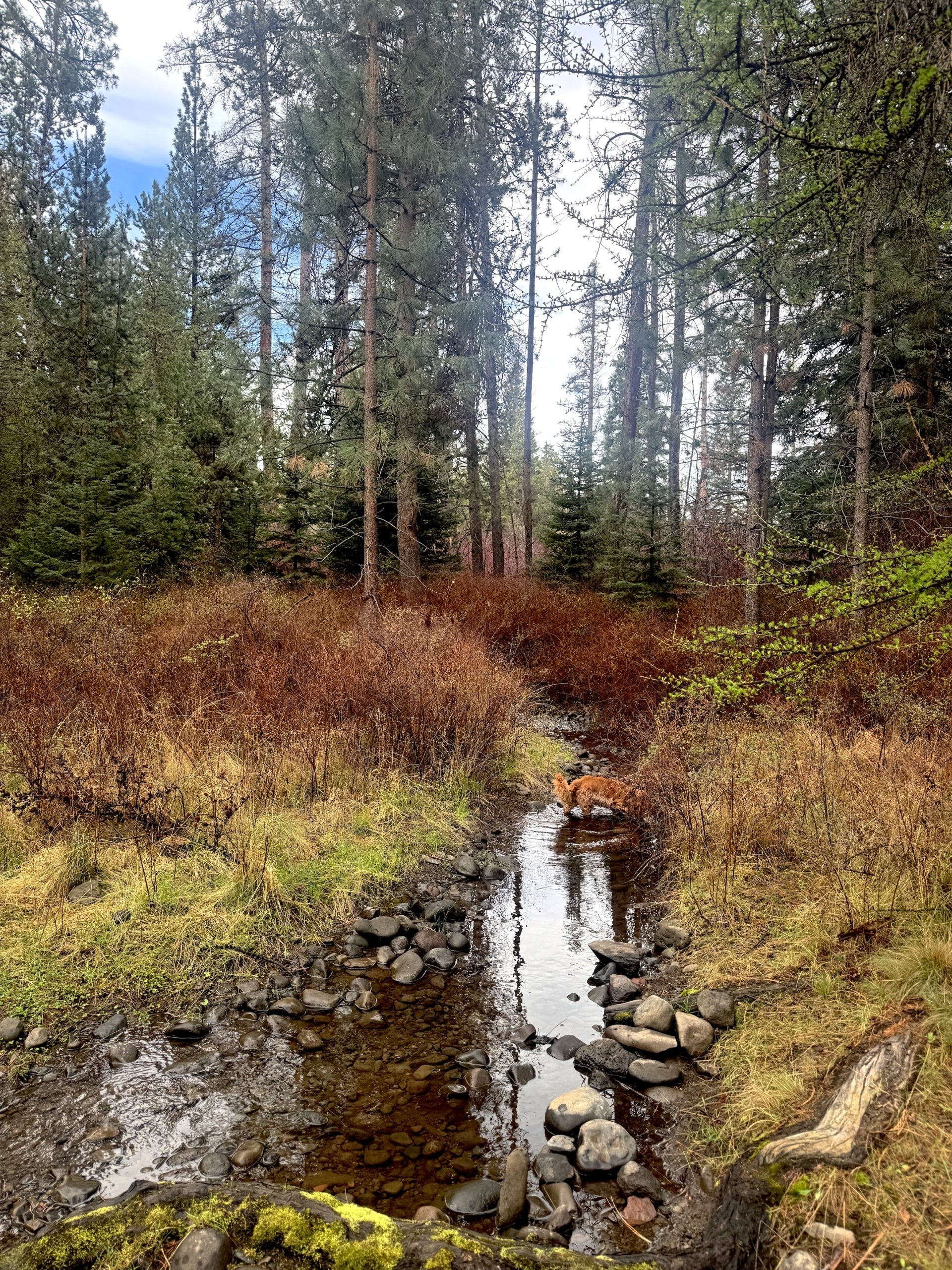 Why the Dream that Appears Too Scary to Pursue is Exactly What You Must Do